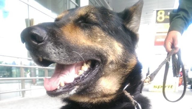 В Колумбии наркомафия предложила вознаграждение за жизнь полицейской собаки