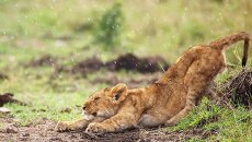 Львенок в заповеднике Масаи-Мара, Кения Львенок в заповеднике Масаи-Мара, Кения