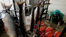 Рабочий в одном из цехов рыбоперерабатывающего предприятия. Архивное фото Рабочий в одном из цехов рыбоперерабатывающего предприятия. Архивное фото