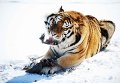 Амурский тигр Амурский тигр