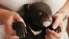 Новорожденный гималайский медвежонок, обнаруженный в картонной коробке у входа в здание Владивостокского цирка Новорожденный гималайский медвежонок, обнаруженный в картонной коробке у входа в здание Владивостокского цирка