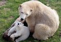 Медвежонок играет с мамой в зоопарке в Антибе Медвежонок играет с мамой в зоопарке в Антибе
