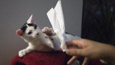 Кафе The Cat's Meow в Бруклине Кафе The Cat's Meow в Бруклине