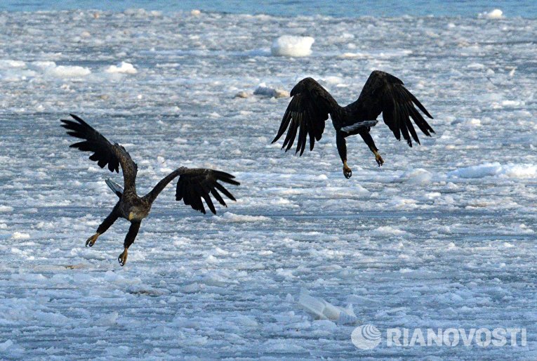 Краснокнижные орланы зимуют в центре Владивостока Краснокнижные орланы зимуют в центре Владивостока