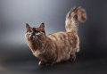 Котенок породы манчкин Котенок породы манчкин