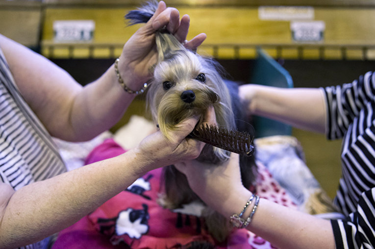 Терьер на выставке Crufts Dog Show в Бирмингеме, Англия Терьер на выставке Crufts Dog Show в Бирмингеме, Англия