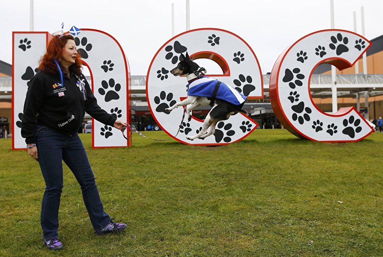 Собака породы Рэт-терьер на выставке Crufts Dog Show в Бирмингеме, Англия Собака породы Рэт-терьер на выставке Crufts Dog Show в Бирмингеме, Англия
