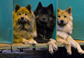 Собаки породы Евразиер на выставке Crufts Dog Show в Бирмингеме, Англия Собаки породы Евразиер на выставке Crufts Dog Show в Бирмингеме, Англия