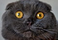 Кот породы Скоттиш-фолд на выставке кошек в Бишкеке, Киргизия Кот породы Скоттиш-фолд на выставке кошек в Бишкеке, Киргизия