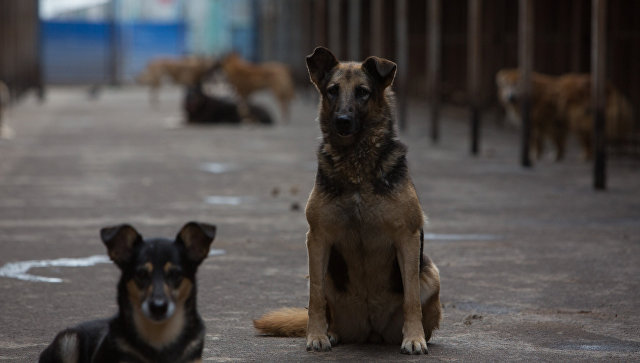 Прокуратура Кузбасса предложила принять закон о бездомных животных