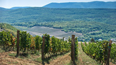Винодельческое хозяйство UPPA Winery в Крыму. Архивное фото Винодельческое хозяйство UPPA Winery в Крыму. Архивное фото