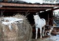 Лошадь и собака во дворе дома в селе Березовка Томской области Лошадь и собака во дворе дома в селе Березовка Томской области
