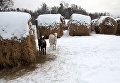 Козы и заснеженные стога сена в селе Березовка Томской области Козы и заснеженные стога сена в селе Березовка Томской области