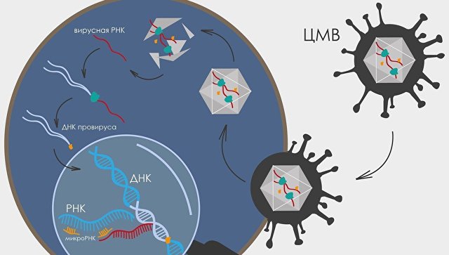 Driving cytomegalovirus infection cells