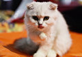 Кошка породы шотландская вислоухая на выставке Кэт-Салон-Декабрь в Москве Кошка породы шотландская вислоухая на выставке Кэт-Салон-Декабрь в Москве