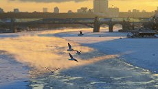 Чайки над Москва-рекой в морозный день. Архивное фото Чайки над Москва-рекой в морозный день. Архивное фото