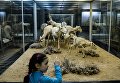 Посетитель в зоологическом музее Санкт-Петербурга Посетитель в зоологическом музее Санкт-Петербурга
