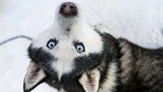Собака породы хаски. Архивное фото Собака породы хаски. Архивное фото