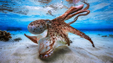 Работа фотографа из Франции Gabriel Barathieu Dancing Octopus для конкурса 2017 Underwater Photographer of the Year, занявшее 1 место Работа фотографа из Франции Gabriel Barathieu Dancing Octopus для конкурса 2017 Underwater Photographer of the Year, занявшее 1 место