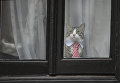 Кот Джулиана Ассанжа у окна посольства Эквадора Кот Джулиана Ассанжа у окна посольства Эквадора