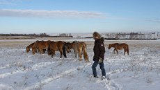 Сделано в России: как ветеринар возрождает традиционное коневодство Сделано в России: как ветеринар возрождает традиционное коневодство