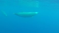 Tru beaked whale