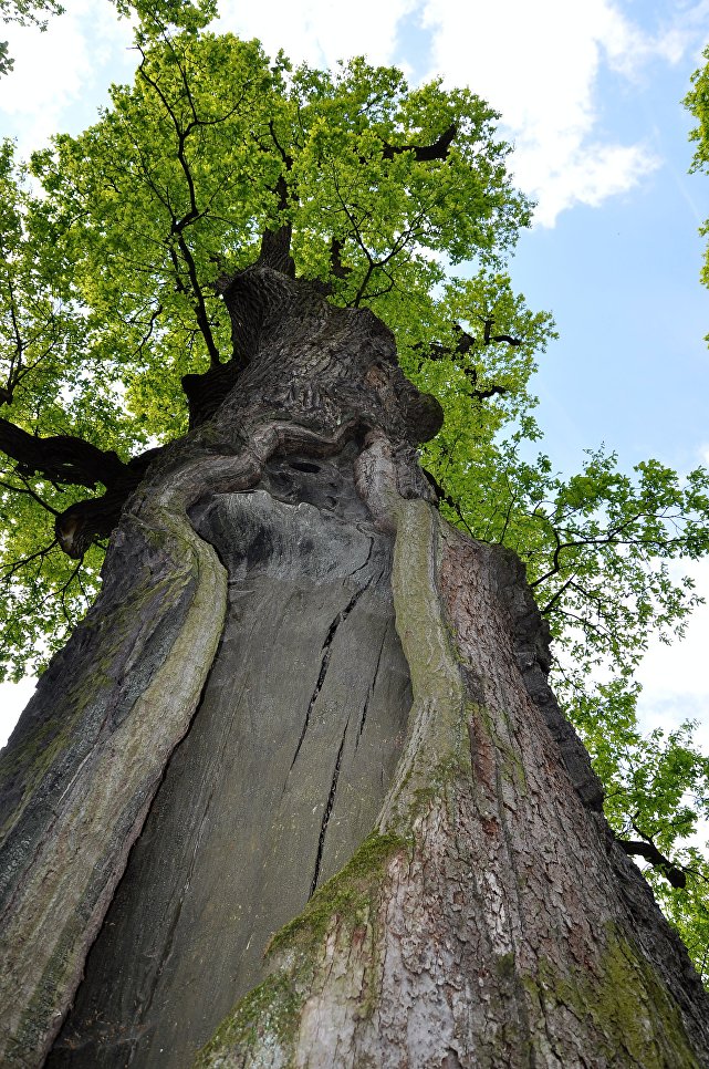 Работа фотографа Rafal Godek Дуб Юзеф для 2017 European Tree of the Year Работа фотографа Rafal Godek Дуб Юзеф для 2017 European Tree of the Year