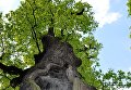 Работа фотографа Rafal Godek Дуб Юзеф для 2017 European Tree of the Year Работа фотографа Rafal Godek Дуб Юзеф для 2017 European Tree of the Year