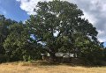 Работа фотографа Lyudmila Gyurova The venerable sessile oak by the Nasalevtsi church для 2017 European Tree of the Year Работа фотографа Lyudmila Gyurova The venerable sessile oak by the Nasalevtsi church для 2017 European Tree of the Year