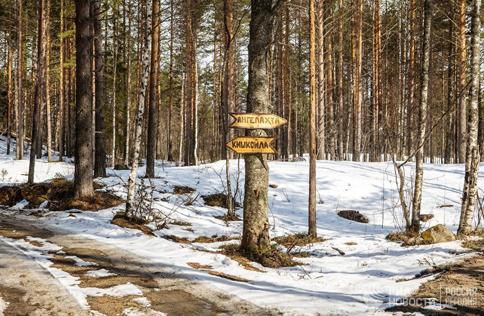 Указатель на развилке лесных дорог в Пряжинском районе Карелии Указатель на развилке лесных дорог в Пряжинском районе Карелии