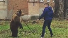 Медведь в Таганроге Медведь в Таганроге