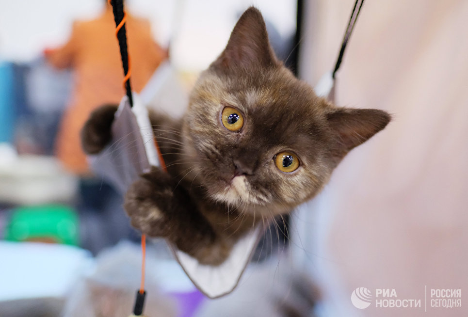Кошка породы британская на международной выставке Кубок Валенсии - Весна в Москве Кошка породы британская на международной выставке Кубок Валенсии - Весна в Москве