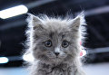 Кошка породы британская длинношерстная на международной выставке Кубок Валенсии - Весна в Москве Кошка породы британская длинношерстная на международной выставке Кубок Валенсии - Весна в Москве