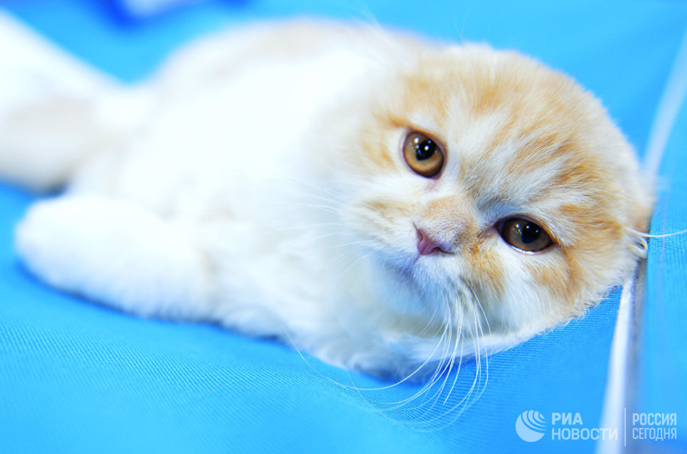 Кошка породы шотландская вислоухая (скоттиш-фолд) на международной выставке Кубок Валенсии - Весна в Москве Кошка породы шотландская вислоухая (скоттиш-фолд) на международной выставке Кубок Валенсии - Весна в Москве