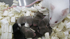 Космические мышата, рожденные благодаря сперме с МКС Космические мышата, рожденные благодаря сперме с МКС