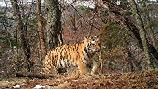 Котенок амурского тигра на Земле леопарда Котенок амурского тигра на Земле леопарда