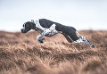 Работа победителя конкурса Dog Photographer of the year Работа победителя конкурса Dog Photographer of the year