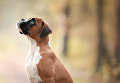 Работа победителя конкурса Dog Photographer of the year Работа победителя конкурса Dog Photographer of the year