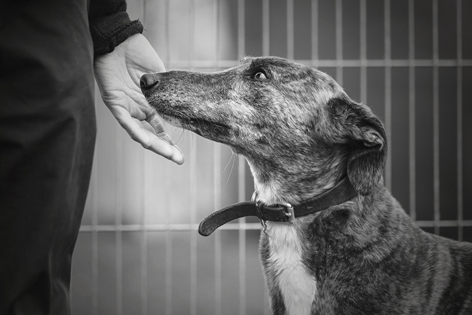 Работа победителя конкурса Dog Photographer of the year Работа победителя конкурса Dog Photographer of the year