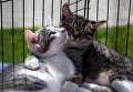 Участники выставки собак и кошек из приютов Москвы в рамках фестиваля собак и людей Спутники жизни в Измайловском Парке культуры и отдыха в Москве Участники выставки собак и кошек из приютов Москвы в рамках фестиваля собак и людей Спутники жизни в Измайловском Парке культуры и отдыха в Москве