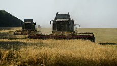 Уборка урожая овса. Архивное фото Уборка урожая овса. Архивное фото