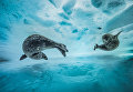 Работа фотографа из Франции Laurent Ballesta Swim gym в категории Поведение: Млекопитающие в финале конкурса Wildlife Photographer of the Year 2017 Работа фотографа из Франции Laurent Ballesta Swim gym в категории Поведение: Млекопитающие в финале конкурса Wildlife Photographer of the Year 2017