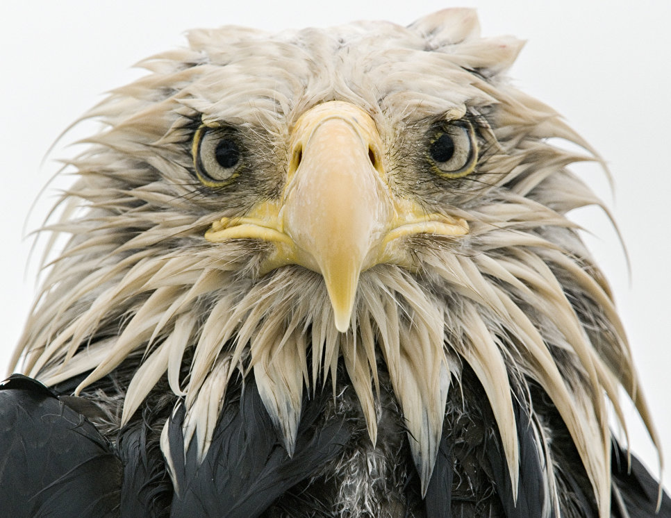 Работа фотографа из Германии Klaus Nigge Bold eagle в категории Портреты животных в финале конкурса Wildlife Photographer of the Year 2017 Работа фотографа из Германии Klaus Nigge Bold eagle в категории Портреты животных в финале конкурса Wildlife Photographer of the Year 2017