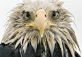 Работа фотографа из Германии Klaus Nigge Bold eagle в категории Портреты животных в финале конкурса Wildlife Photographer of the Year 2017 Работа фотографа из Германии Klaus Nigge Bold eagle в категории Портреты животных в финале конкурса Wildlife Photographer of the Year 2017