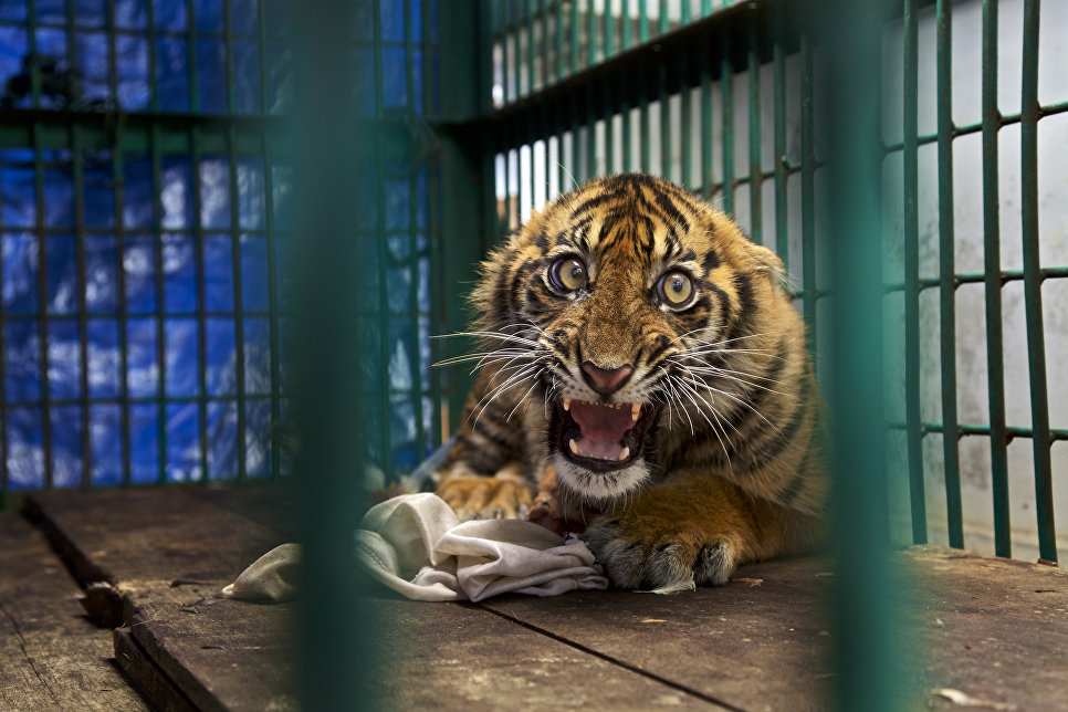 Работа фотографа из США Steve Winter Saved but caged в категории Одиночное изображение в финале конкурса Wildlife Photographer of the Year 2017 Работа фотографа из США Steve Winter Saved but caged в категории Одиночное изображение в финале конкурса Wildlife Photographer of the Year 2017