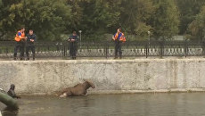 Сотрудники МЧС спасли лося, тонувшего в пруду на юго-востоке Москвы Сотрудники МЧС спасли лося, тонувшего в пруду на юго-востоке Москвы