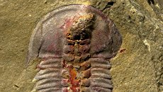 Трилобит Palaeolenus lantenoisi, предположительно первый обладатель настоящей пищеварительной системы Трилобит Palaeolenus lantenoisi, предположительно первый обладатель настоящей пищеварительной системы