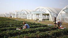 Фермерское хозяйство в Краснодарском крае. Архивное фото Фермерское хозяйство в Краснодарском крае. Архивное фото