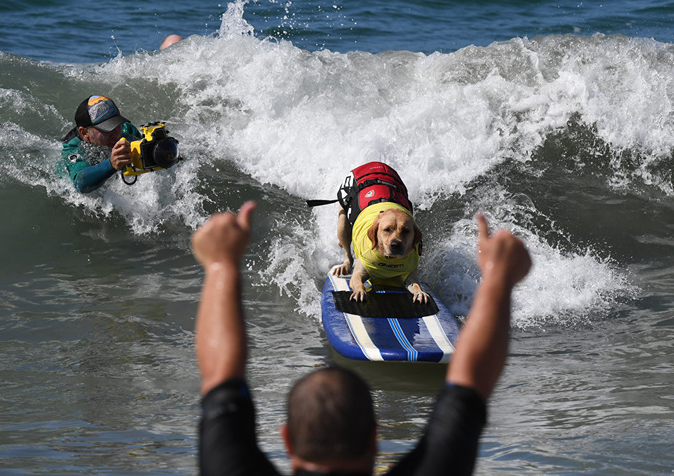 Ежегодный турнир по собачьему серфингу Surf City Surf Dog на пляже Хантингтон-Бич, Калифорния. 23 сентября 2017 года Ежегодный турнир по собачьему серфингу Surf City Surf Dog на пляже Хантингтон-Бич, Калифорния. 23 сентября 2017 года