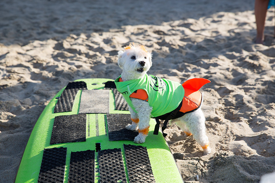Участник турнира по собачьему серфингу Surf City Surf Dog на пляже Хантингтон-Бич, Калифорния. 23 сентября 2017 года Участник турнира по собачьему серфингу Surf City Surf Dog на пляже Хантингтон-Бич, Калифорния. 23 сентября 2017 года